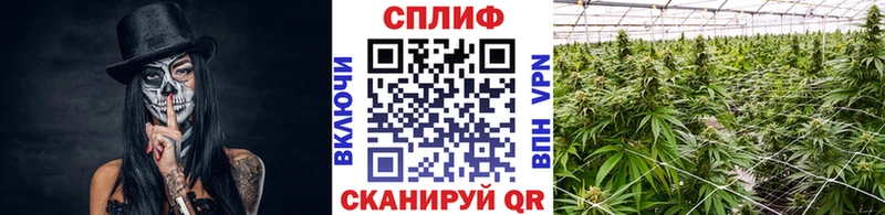 Купить закладки  Луза  МАРИХУАНА план 